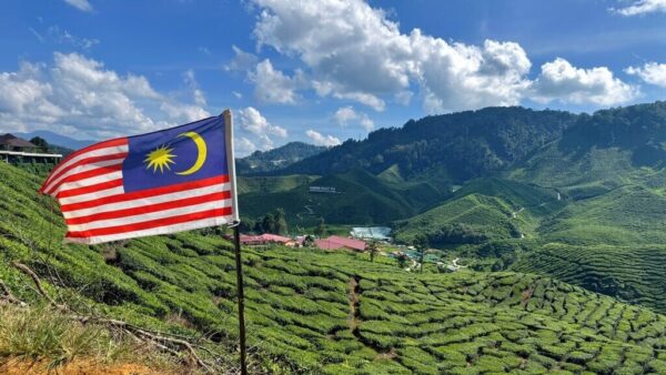 cameron highland day tour from kuala lumpur